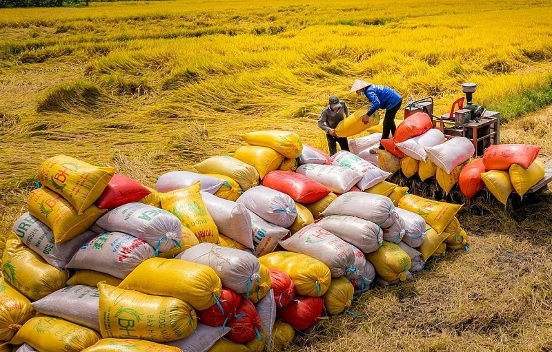 Gạo Việt tự tin khẳng định vị thế cả về lượng và chất